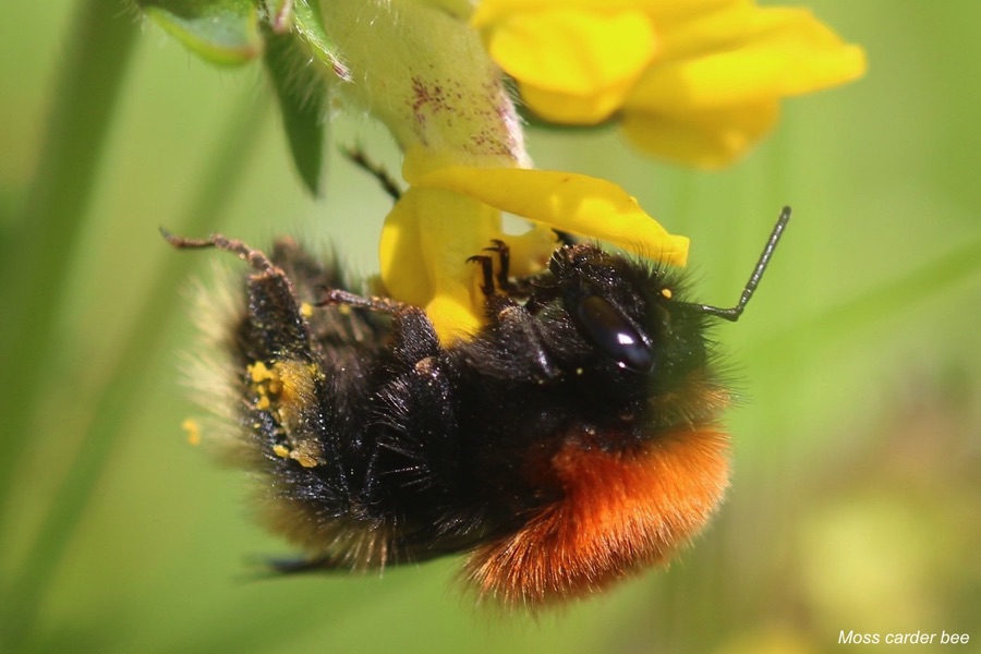 Moss carder bee